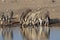 Damara zebra herd, Equus burchelli antiquorum, near waterhole, Etosha National Park, Namibia