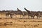 Damara zebras and giraffes at the waterhole, Etosha, Namibia