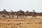 Damara zebras and giraffes at the waterhole, Etosha, Namibia