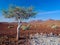 Damaraland landscape in Namibia.