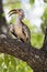 Damaratok, Damara Hornbill, Tockus damarensis