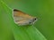 Damas immaculata butterfly on a blade of grass early in the morning waiting for the first rays of the sun