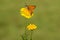 Damas immaculata butterfly collects nectar on a forest  flower