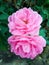 Damask rose flower in nature garden