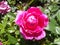 Damask rose flowering and dying