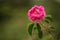 A damask rose pollen rose blooming