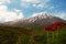 Damavand and poppy flower field