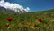 Damavand and wild flowers