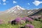 Damavand and wild pink Onobrychis cornuta or Horned sainfoin flowers in Alborz Mountains , Iran