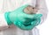 Dambo rat on the hands of a veterinarian on a white isolated background