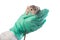 Dambo rat on the hands of a veterinarian on a white isolated background