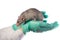 Dambo rat on the hands of a veterinarian on a white isolated background
