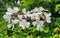 Dame Rocket Flower - Hesperis matronalis