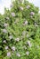 Dame\'s rocket. Hesperis matronalis