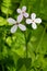 Dame`s Rocket - Hesperis matronalis