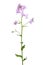 Dame`s Rocket Hesperis matronalis flower
