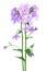 Dame`s Rocket Hesperis matronalis flower