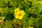 Damiana,Turnera diffusa is a plant with yellow flowers,used as herbal medicine