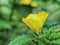 Damiana Turnera diffusa, Yellow flowering herb is an aromatic