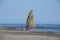 Damn finger and cows on Kunashir Island on the shore of the Pacific Ocean, Russia