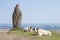 Damn finger and cows on Kunashir Island on the shore of the Pacific Ocean, Russia