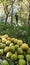 Damp of fresh pears on ground in sunny day of summer.