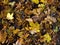 Damp leaf litter cluster on ground, fall season nature background