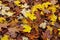 Damp maple, oak and beech leaf litter autumnal nature