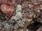 Damp Wet Rock with Lichen