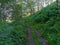 Damp woodland path bordered by bracken crosses a steep hillside