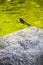 Damsel dragonfly on a rock in a river, vertical shot