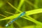 Damsel Fly Resting on Grass