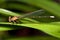Damsel Fly (Zygoptera)