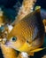 Damselfish close-up in a coral reef scene.