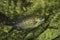 The Damselfish, Mediterranean chromis Chromis chromis.