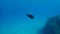 Damselfish or Mediterranean chromis (Chromis chromis) undersea, Aegean Sea