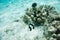 Damselfish and Surgeonfish in Natural Coral Reef