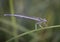 Damselflies are insects of the suborder Zygoptera in the order Odonata.