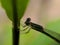 Damselflies are insects of the suborder Zygoptera in the order Odonata. They are similar to dragonflies, in indian village garden