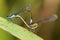 Damselflies mating - Ischnura graellsii