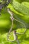 Damselflies mating on a tree branche