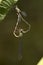 Damselflies mating on a tree branche