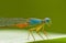 Damselfly