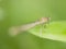 Damselfly