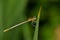 Damselfly