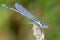 Damselfly