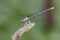 Damselfly