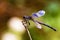 Damselfly caught with nice background