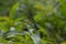 Damselfly dragonfly insects female sitting in a leaf