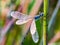 Damselfly, dragonfly, possibly Lestes tridens, species of damselfly, spreadwings.